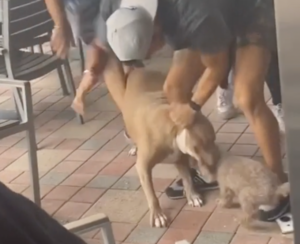 Watch As Pit Bull Attacks Small Dog, Inflicting Severe Injuries in a Florida Restaurant