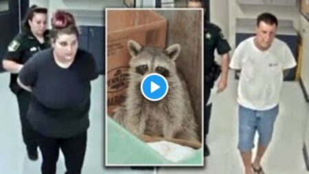 Watch Raccoon dumpster fire video | What is Raccoon dumpster video explained